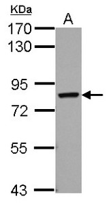 Sample (30 ug of whole cell lysate) A: A549 7.5% SDS PAGE IK antibody diluted at 1:1000