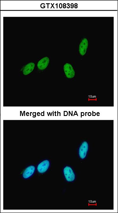Immunofluorescence of paraformaldehyde-fixed HeLa using RED antibody at 1:200 dilution.