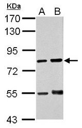 Sample (30 ug of whole cell lysate). A: THP-1, B: HL-60. 7.5% SDS PAGE. Cytokine IK antibody diluted at 1:1000.