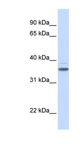 DBP antibody LS-C112133 Western blot of Fetal Heart lysate.