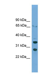 DBP antibody LS-C117064 Western blot of HepG2 cell lysate.