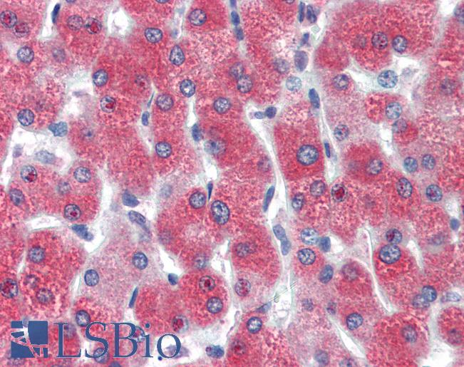 Anti-DBP antibody IHC of human liver. Immunohistochemistry of formalin-fixed, paraffin-embedded tissue after heat-induced antigen retrieval. Antibody LS-B3479 concentration 5 ug/ml.