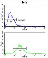 CLASP2 Antibody (Y1019) flow cytometry of HeLa cells (bottom histogram) compared to a negative control cell (top histogram). FITC-conjugated goat-anti-rabbit secondary antibodies were used for the analysis.
