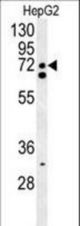 SFRS16 Antibody western blot of HepG2 cell line lysates (35 ug/lane). The SFRS16 antibody detected the SFRS16 protein (arrow).