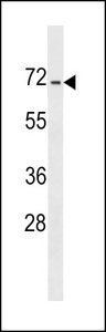 DACT3 Antibody western blot of NCI-H292 cell line lysates (35 ug/lane). The DACT3 antibody detected the DACT3 protein (arrow).