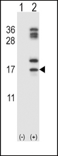Western blot of CLC (arrow) using rabbit polyclonal CLC Antibody. 293 cell lysates (2 ug/lane) either nontransfected (Lane 1) or transiently transfected (Lane 2) with the CLC gene.