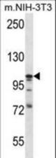 DAG1 Antibody western blot of mouse NIH-3T3 cell line lysates (35 ug/lane). The DAG1 antibody detected the DAG1 protein (arrow).