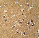 DAGLA antibody immunohistochemistry of formalin-fixed and paraffin-embedded human brain tissue followed by peroxidase-conjugated secondary antibody and DAB staining.