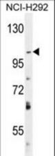 DAGLA Antibody western blot of NCI-H292 cell line lysates (35 ug/lane). The DAGLA antibody detected the DAGLA protein (arrow).