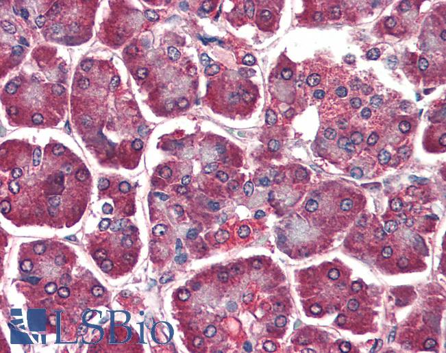 Anti-DAGLA antibody IHC of human pancreas. Immunohistochemistry of formalin-fixed, paraffin-embedded tissue after heat-induced antigen retrieval. Antibody LS-B3123 concentration 5 ug/ml.