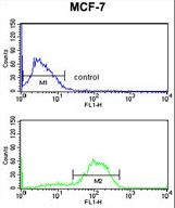 DAGLB Antibody flow cytometry of MCF-7 cells (bottom histogram) compared to a negative control cell (top histogram). FITC-conjugated goat-anti-rabbit secondary antibodies were used for the analysis.