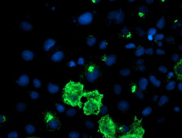 Anti-DAND5 mouse monoclonal antibody immunofluorescent staining of COS7 cells transiently transfected by pCMV6-ENTRY DAND5.