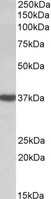 DAO antibody (0.03 ug/ml) staining of Human Cerebellum lysate (35 ug protein in RIPA buffer). Primary incubation was 1 hour. Detected by chemiluminescence.