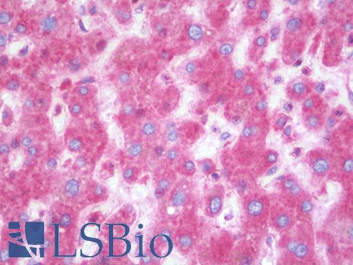 Anti-DAP antibody IHC staining of human liver. Immunohistochemistry of formalin-fixed, paraffin-embedded tissue after heat-induced antigen retrieval. Antibody LS-B10116 concentration 10 ug/ml.