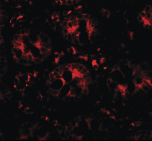 Immunofluorescence of DAP in human small intestine tissue with DAP antibody at 20 ug/ml.