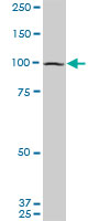 EIF4G2 monoclonal antibody (M01), clone 3B5. Western blot of EIF4G2 expression in PC-12.