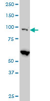 EIF4G2 monoclonal antibody (M01), clone 3B5 Western blot of EIF4G2 expression in HeLa NE.