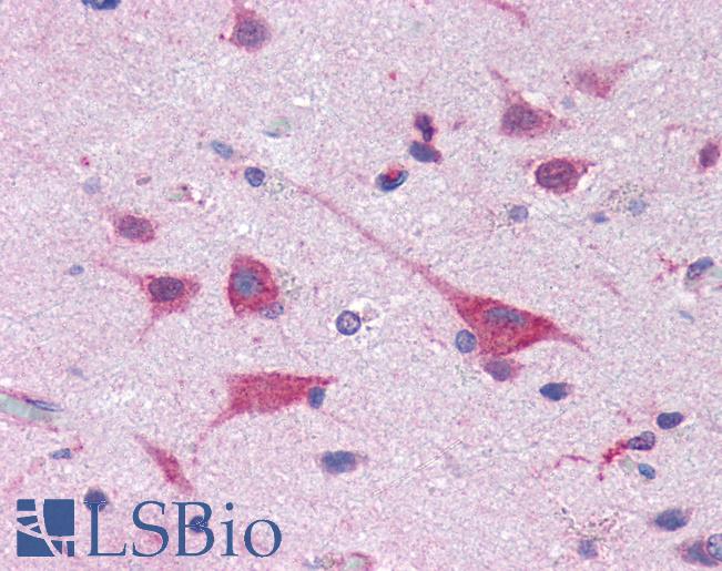 Anti-EIF4G2 antibody IHC of human brain, cortex. Immunohistochemistry of formalin-fixed, paraffin-embedded tissue after heat-induced antigen retrieval. Antibody LS-B2026 concentration 10 ug/ml.