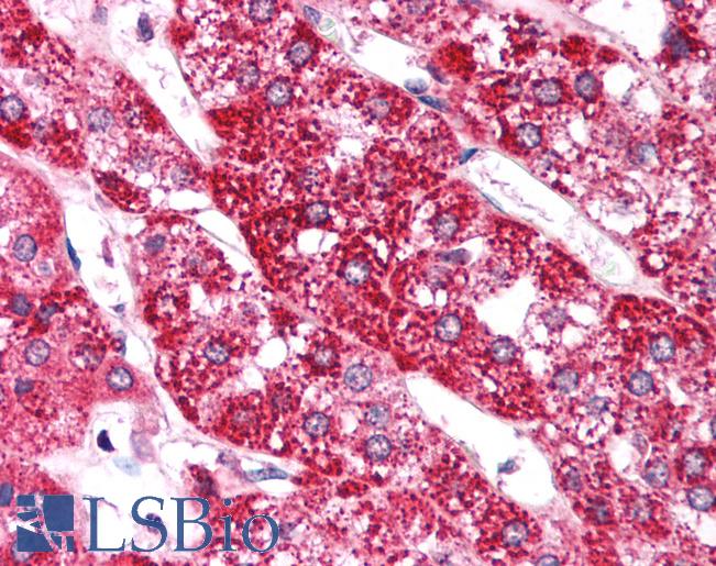 Anti-EIF4G2 antibody IHC of human adrenal. Immunohistochemistry of formalin-fixed, paraffin-embedded tissue after heat-induced antigen retrieval. Antibody LS-B944 concentration 5 ug/ml.