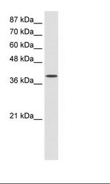 HepG2 Cell Lysate