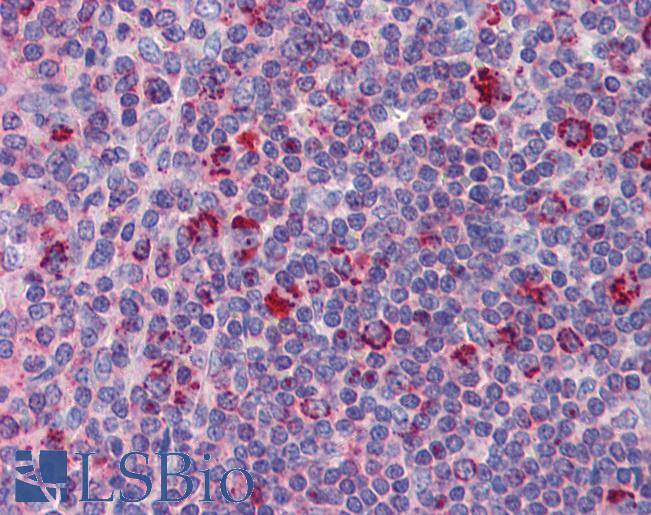 Anti-TYROBP / DAP12 antibody IHC of human spleen. Immunohistochemistry of formalin-fixed, paraffin-embedded tissue after heat-induced antigen retrieval. Antibody LS-B3718 concentration 3 ug/ml.
