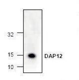 Western blot of DAP12 antibody LS-C147133.