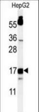 Western blot of TYROBP Antibody in HepG2 cell line lysates (35 ug/lane). TYROBP (arrow) was detected using the purified antibody.