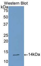 Western blot of recombinant CLCF1.