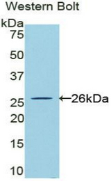 Western blot of recombinant CLCF1.