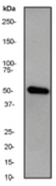 Western blot analysis on HeLa cell lysate using anti-DAPK3 antibody, dilution 1:1000.
