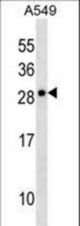 CLCF1 Antibody western blot of A549 cell line lysates (35 ug/lane). The CLCF1 antibody detected the CLCF1 protein (arrow).