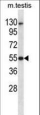 Mouse Dapk3 Antibody western blot of mouse testis tissue lysates (35 ug/lane). The Dapk3 antibody detected the Dapk3 protein (arrow).