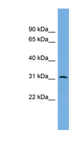 DAPP1 antibody LS-C111593 Western blot of PANC1 cell lysate.