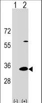 Western blot of DAPP1 (arrow) using rabbit polyclonal DAPP1 Antibody. 293 cell lysates (2 ug/lane) either nontransfected (Lane 1) or transiently transfected (Lane 2) with the DAPP1 gene.