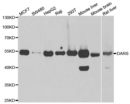 Western blot analysis of extracts of various cell lines, using DARS antibody.