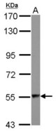 Sample (30 ug of whole cell lysate) A: IMR32 7.5% SDS PAGE DARS antibody diluted at 1:1000