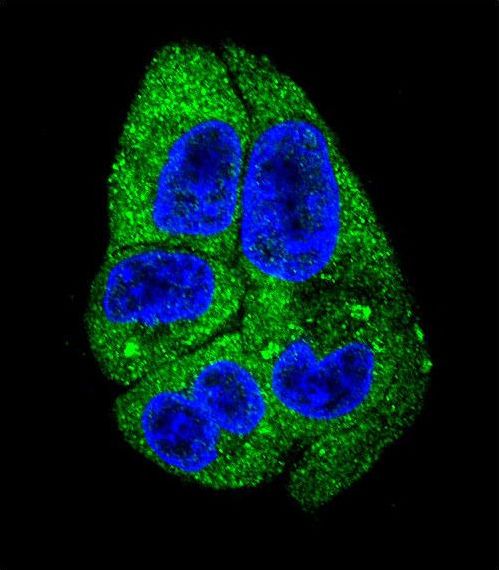 Confocal immunofluorescent of DARS Antibody with HepG2 cell followed by Alexa Fluor 488-conjugated goat anti-rabbit lgG (green). DAPI was used to stain the cell nuclear (blue).
