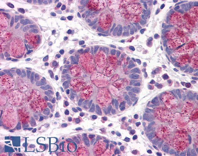 Anti-DARS antibody IHC of human colon. Immunohistochemistry of formalin-fixed, paraffin-embedded tissue after heat-induced antigen retrieval. Antibody LS-B4310 concentration 5 ug/ml.