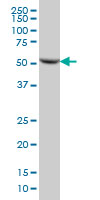 DARS monoclonal antibody, clone 2F11 Western blot of DARS expression in HeLa.