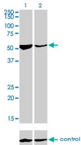 Western blot of DARS over-expressed 293 cell line, cotransfected with DARS Validated Chimera RNAi (Lane 2) or non-transfected control (Lane 1). Blot probed with DARS monoclonal antibody, clone 2F11. GAPDH ( 36.1 kD ) used as specificity and.