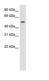 Fetal Thymus Lysate