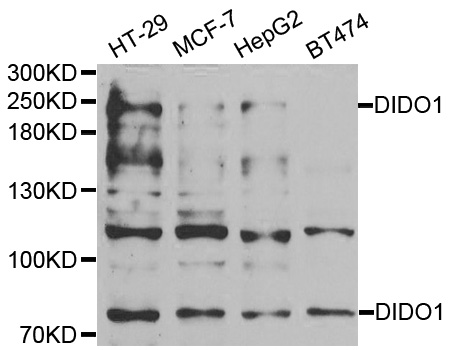 Western blot analysis of extracts of various cell lines, using DIDO1 antibody.