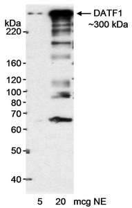 Detection of human DATF by Western Blot. Samples: Nuclear extract (5 and 20 ug) from HeLa cells. Antibody: Affinity purified rabbit anti-DATF1 antibody used at 0.01 ug/ml. Detection: Chemiluminescence with an exposure time of 15 minutes.