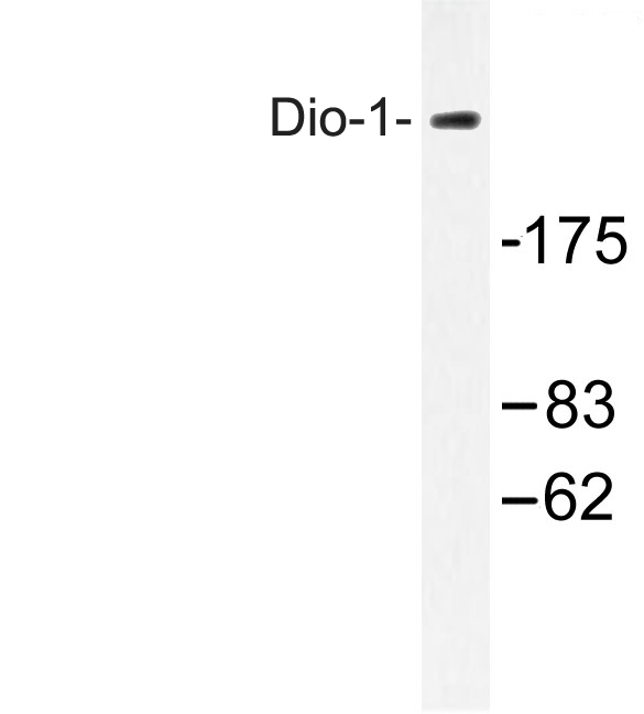 Western blot of DATF1 / DIDO1(S186) pAb in extracts from 293 cells.