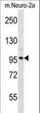 CLCN2 Antibody western blot of mouse Neuro-2a cell line lysates (35 ug/lane). The CLCN2 antibody detected the CLCN2 protein (arrow).
