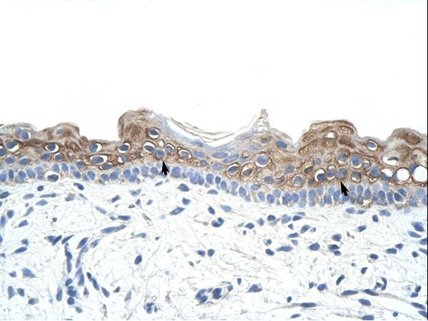 DAZ2 antibody LS-C30401 was used in IHC to stain formalin-fixed, paraffin-embedded human skin.