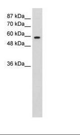 Daudi Cell Lysate