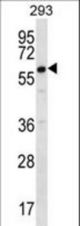 DAZ2 Antibody western blot of 293 cell line lysates (35 ug/lane). The DAZ2 antibody detected the DAZ2 protein (arrow).