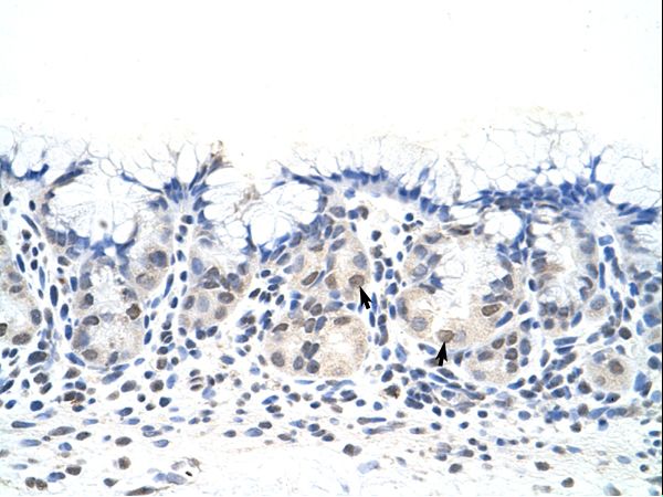 DAZ4 antibody LS-C30408 was used in IHC to stain formalin-fixed, paraffin-embedded human stomach.