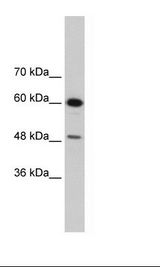 Daudi Cell Lysate